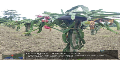 Cultivation of Dragon Fruits and Other Vegetables at PMKSY Phase-I Solar Point, Bhugeswar Rajkhowa under Naharkatia LAC