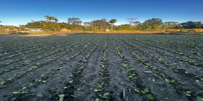 Farmers have successfully cultivated rabi crops through dedicated effort and effective use of irrigation facilities