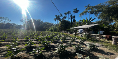 Farmers have successfully cultivated rabi crops through dedicated effort and effective use of irrigation facilities