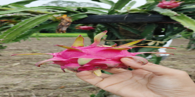 Cultivation of Dragon Fruits and Other Vegetables at PMKSY Phase-I Solar Point, Bhugeswar Rajkhowa under Naharkatia LAC
