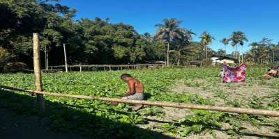 Farmers have successfully cultivated rabi crops through dedicated effort and effective use of irrigation facilities
