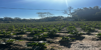 Farmers have successfully cultivated rabi crops through dedicated effort and effective use of irrigation facilities