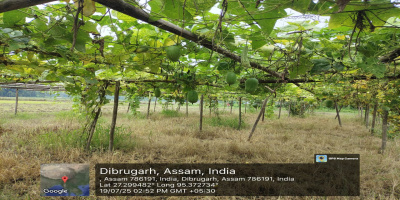 Cultivation of Dragon Fruits and Other Vegetables at PMKSY Phase-I Solar Point, Bhugeswar Rajkhowa under Naharkatia LAC