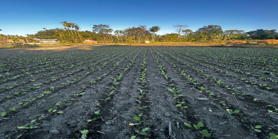 Farmers have successfully cultivated rabi crops through dedicated effort and effective use of irrigation facilities